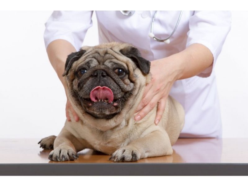 massage chiens jaucot