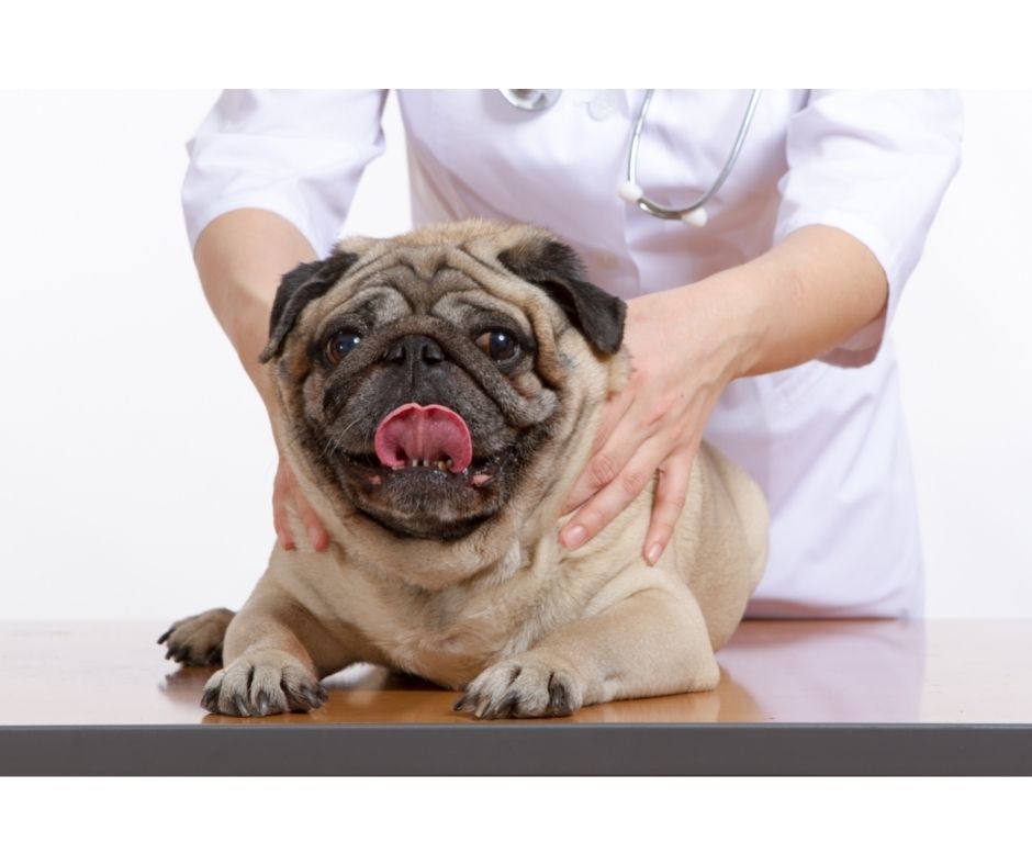 massage chiens jaucot