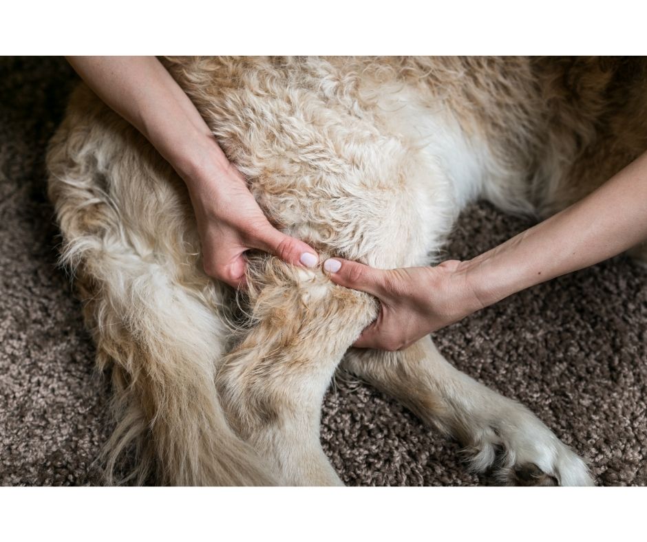 massage chien vétérinaire jaucot