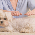 Chien reiki mons soignies casteau jaucot
