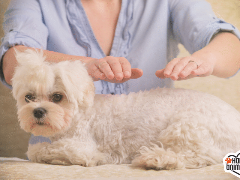 Chien reiki mons soignies casteau jaucot