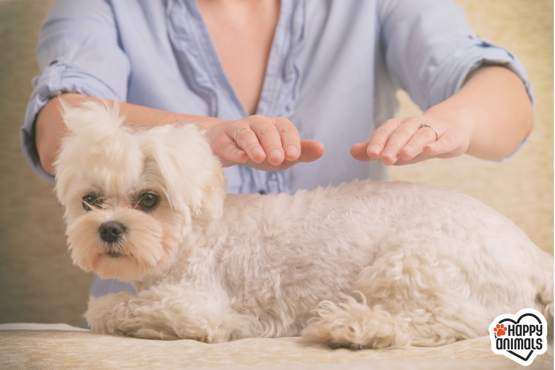 Chien reiki mons soignies casteau jaucot